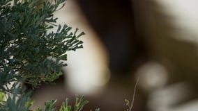 Green plant growing trough sand of the desert stock image Green plant growing trough sand of the desert stock image