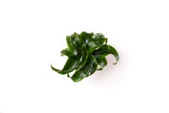 Green plant high-key stock illustration Green plant high-key stock illustration