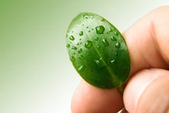 Green plant leaf hand