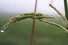 Green plant in the middle of a cloudy day stock photo Green plant in the middle of a cloudy day stock photo
