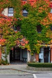Green Plants Covered Walls In A City House And Public Road. Autumn Colors. Stock Photography Green Plants Covered Walls In A City House And Public Road. Autumn Colors. Stock Photography