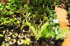 Green plants growing in a greenhouse stock images Green plants growing in a greenhouse stock images