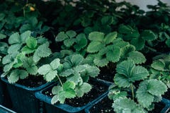 Green plants in plastic pots for gardening Stock Photo Green plants in plastic pots for gardening Stock Photo