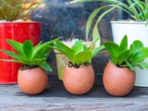 Green plants in three eggshells on wooden table stock image Green plants in three eggshells on wooden table stock image