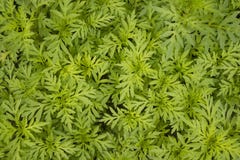 Green Polyscias leaf stock photo Green Polyscias leaf stock photo