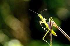 Green Praying Mantis Stock Photo