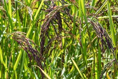 Green rice paddy fields, and is soon up to the seed harvest. stock image Green rice paddy fields, and is soon up to the seed harvest. stock image