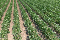 Green ripening soybean field. Rows of green soybeans. Soy plantation. royalty free stock image Green ripening soybean field. Rows of green soybeans. Soy plantation. royalty free stock image