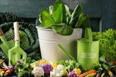 Green Salads, Cabbage, Colorful Veggies Royalty Free Stock Photo Green Salads, Cabbage, Colorful Veggies Royalty Free Stock Photo