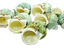 Green Sea Shells Royalty Free Stock Photos Green Sea Shells Royalty Free Stock Photos
