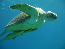 Green Sea Turtle Royalty Free Stock Photography
