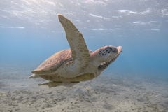 Green sea turtle swimming in the tropical sea stock photography Green sea turtle swimming in the tropical sea stock photography