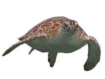Green sea turtle isolated, tropical tortoise on white stock images Green sea turtle isolated, tropical tortoise on white stock images