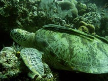Green sea turtle sipadan coral reef Stock Image Green sea turtle sipadan coral reef Stock Image