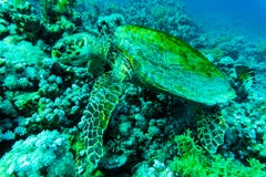 Green sea turtle with sunburst in background under water Royalty Free Stock Photo Green sea turtle with sunburst in background under water Royalty Free Stock Photo
