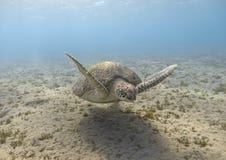 Green sea turtle swimming in the tropical sea royalty free stock image Green sea turtle swimming in the tropical sea royalty free stock image