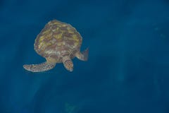 Green sea turtle under the sea at Similan island dive in Thailan Royalty Free Stock Photography Green sea turtle under the sea at Similan island dive in Thailan Royalty Free Stock Photography