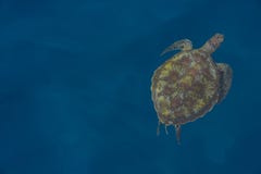Green sea turtle under the sea at Similan island dive in Thailan Royalty Free Stock Images Green sea turtle under the sea at Similan island dive in Thailan Royalty Free Stock Images