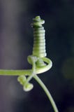 Green Sechium edule spiral tentacle