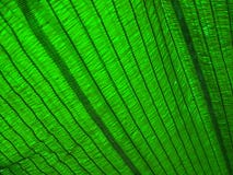 Green shading net texture Stock Image Green shading net texture Stock Image