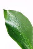 Green Sheet In Drops Stock Photo