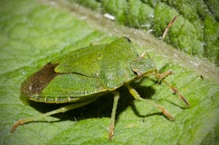 Green Shield Bug on green leaf Royalty Free Stock Images Green Shield Bug on green leaf Royalty Free Stock Images