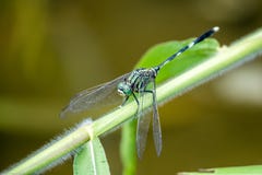 Green Skimmer Royalty Free Stock Images Green Skimmer Royalty Free Stock Images