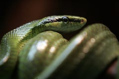 Green Snake Stock Photography