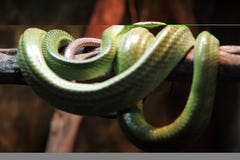 Green Snake Royalty Free Stock Photography