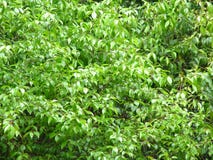Green Spring Royalty Free Stock Images Green Spring Royalty Free Stock Images