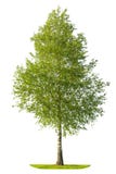 Green spring birch tree isolated on white background