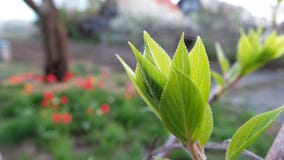 Green spring sprout of actinidia against the background of the evening garden stock image Green spring sprout of actinidia against the background of the evening garden stock image