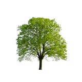 Green Spring Tree Stock Photo