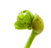 Green Sprout On A White Background,young Bean Seed Royalty Free Stock Image