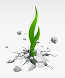 Green Sprout, Pushing Out From Stones Stock Photo Green Sprout, Pushing Out From Stones Stock Photo