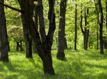 Green summer forest stock photos Green summer forest stock photos