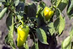 Green sweet pepper on the bed stock image Green sweet pepper on the bed stock image