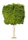 Green Tree Stock Photography