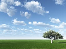 Green Tree Stock Image