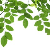 Green Tree branch closeup isolated on white royalty free stock photography Green Tree branch closeup isolated on white royalty free stock photography