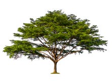Green tree isolated on white background royalty free stock image Green tree isolated on white background royalty free stock image