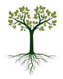 Green Tree and Roots. Vector Illustration royalty free illustration Green Tree and Roots. Vector Illustration royalty free illustration