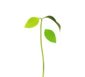 Green tree sprout plants royalty free stock photos Green tree sprout plants royalty free stock photos