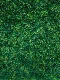 Green tree wall background stock image Green tree wall background stock image
