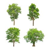 Green Trees Collection Isolated Stock Photo