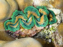 Green Tridacna Royalty Free Stock Photography Green Tridacna Royalty Free Stock Photography