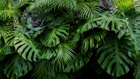 Green tropical leaves of Monstera, fern, and palm fronds the rainforest foliage plant bush floral arrangement on dark