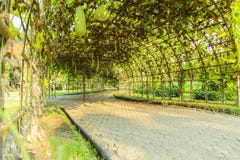 Green Tunnel At Suan Luang RAMA IX Green Tunnel At Suan Luang RAMA IX