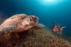 Green Turtle And Buddy Lionfish In The Red Sea. Royalty Free Stock Image