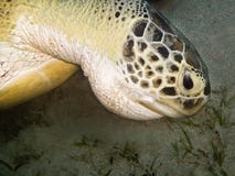 Green turtle feeding at sea bottom stock image Green turtle feeding at sea bottom stock image